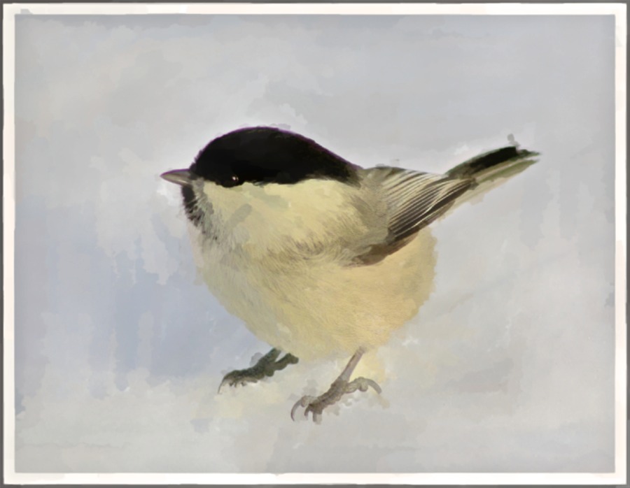 A Song Bird