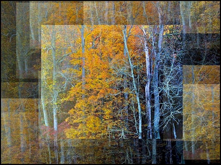 Autumn Birch