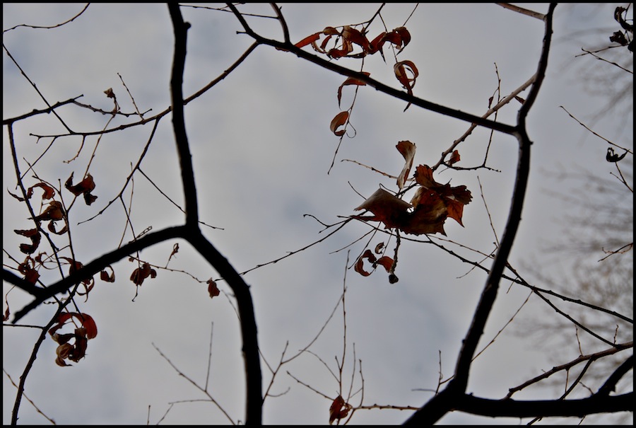 Autumn Dream Catcher