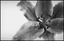 B & W Orchid