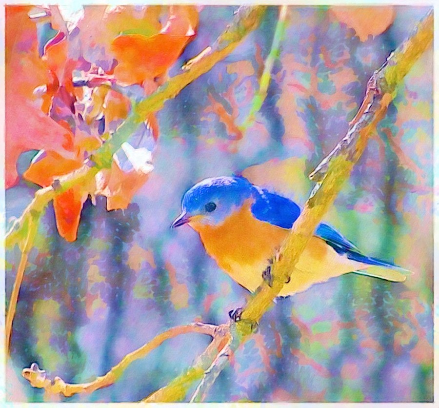 Bari's Bluebird watercolor