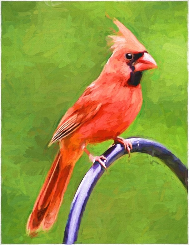 Bari's Cardinal