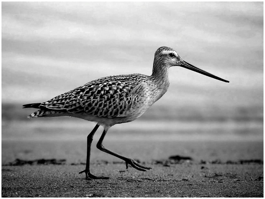 Beach Bird