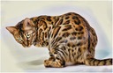 Bengal Cat