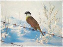 Bird In Winter