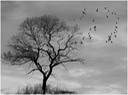 Birds and A Tree 