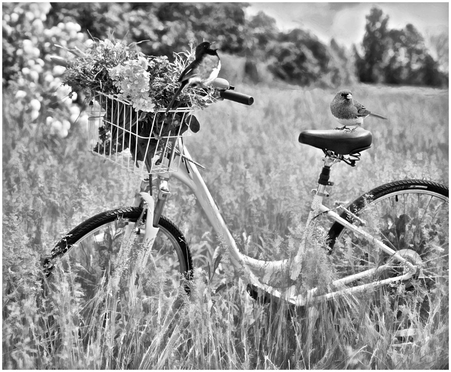 Birds and Bicycle BW