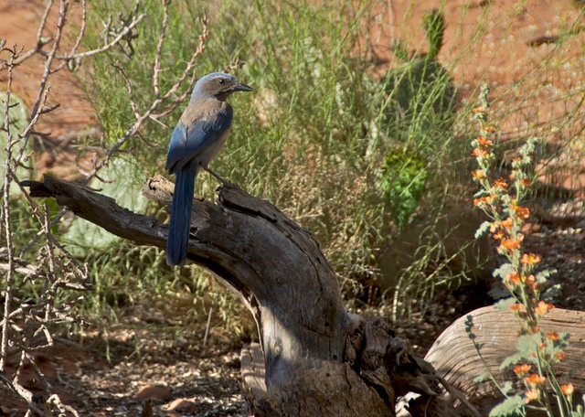 BlueJay