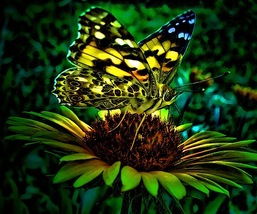 butterfly 3