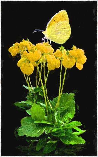 Butterfly and Flowers