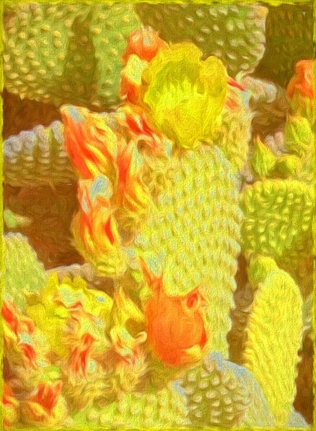 Cactus Blooms