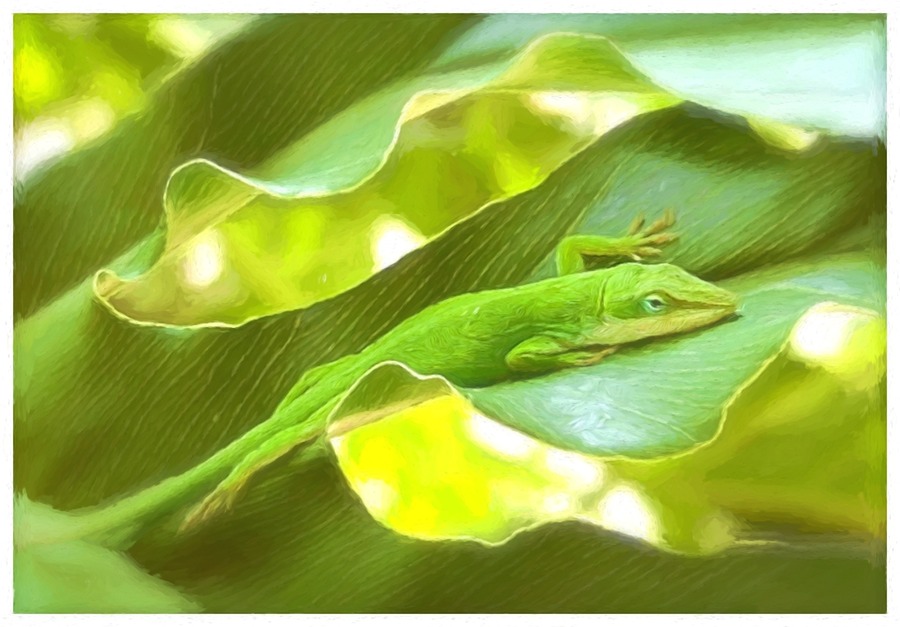 Carolina Anole