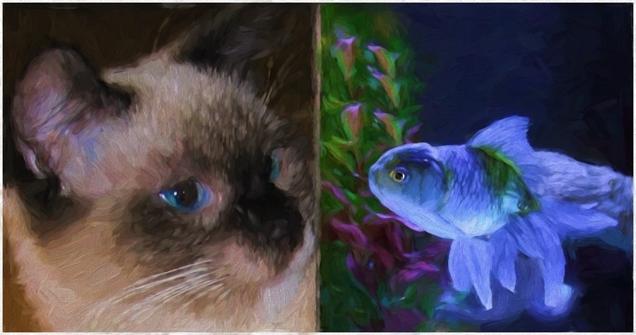 Cat and Fish