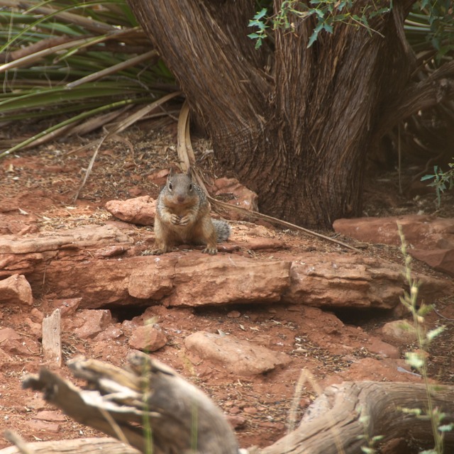 Chipmunk