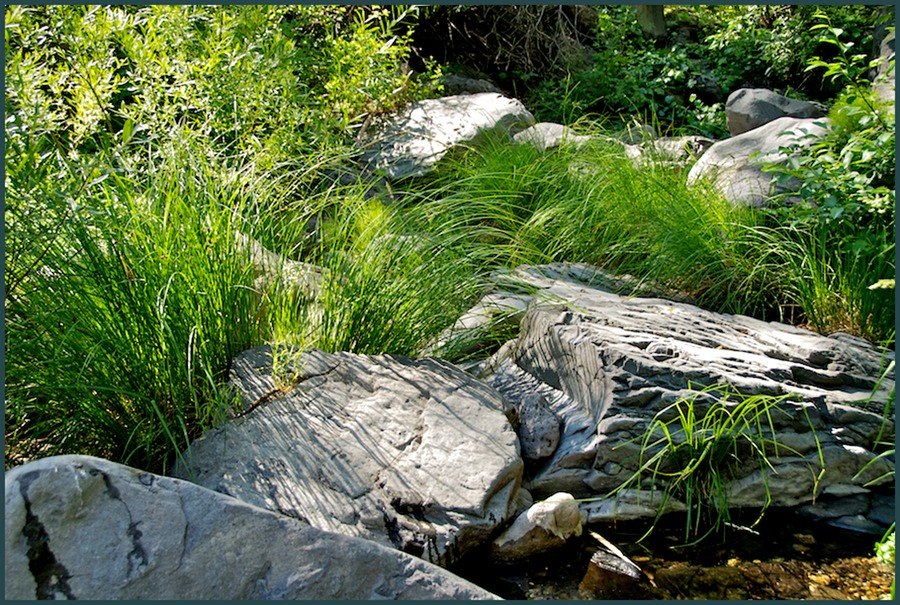 Creekside Grasses