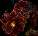 Dahlia Lights