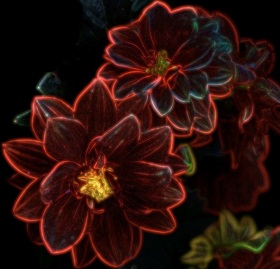 Dahlia Lights