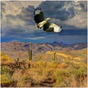 Desert Vulture