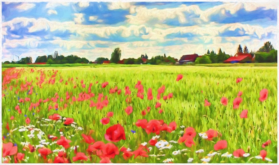 Field Of Poppies