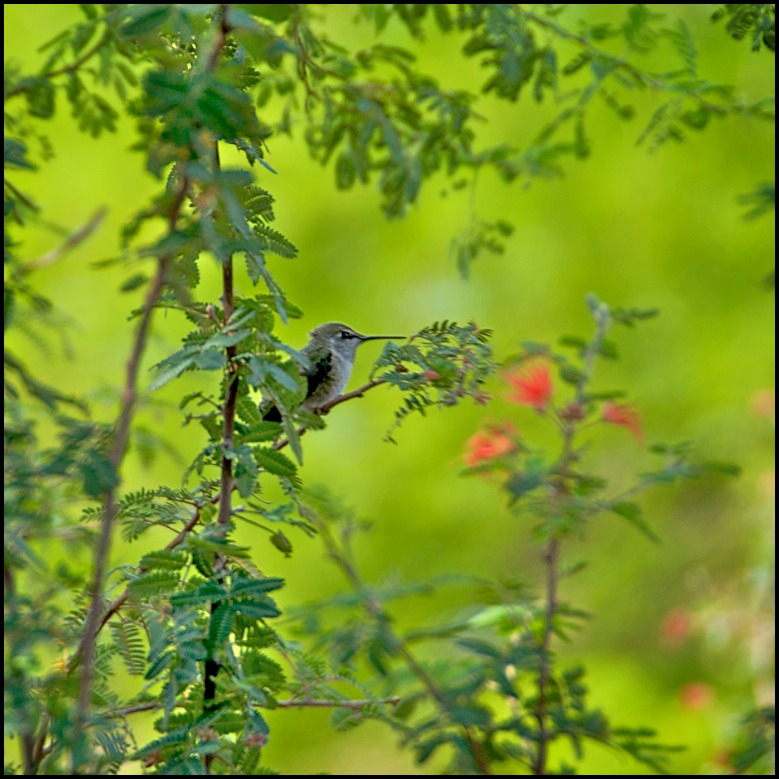 Hummer In Hiding