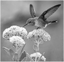 Hummingbird B & W