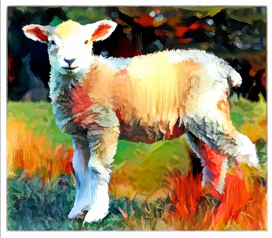 Lamb