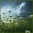 Lightening Field Daisies