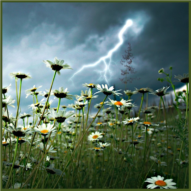 Lightening Field Daisies