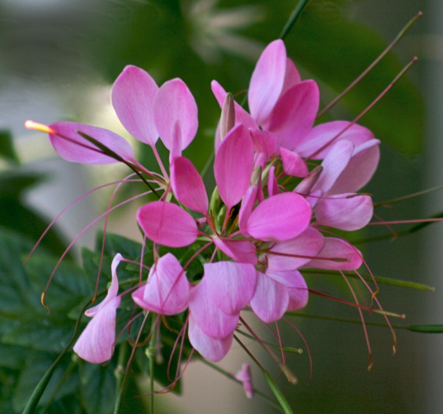 Lonely In Pink