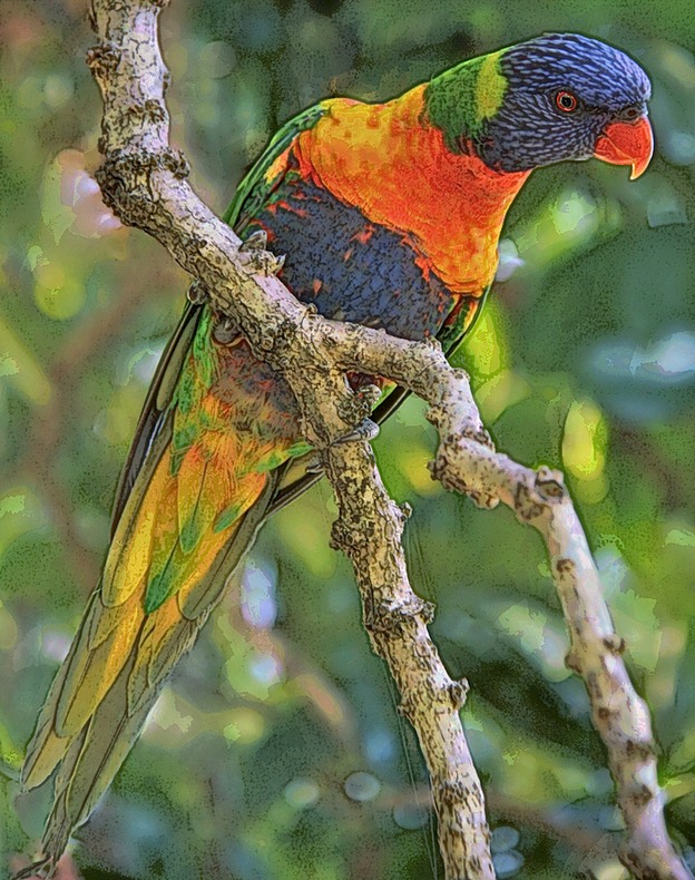 Lorikeet