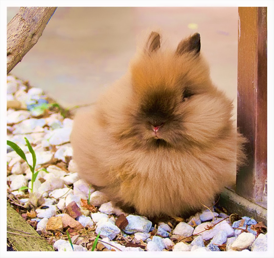 Lovely Bunny