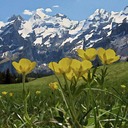 Mountains Flowers Oils