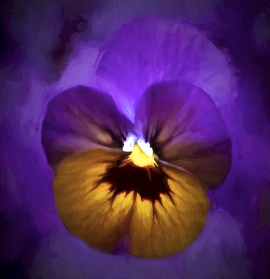 Pansy