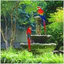 Parrots At The Fountain