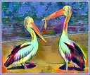 Pelicans In color