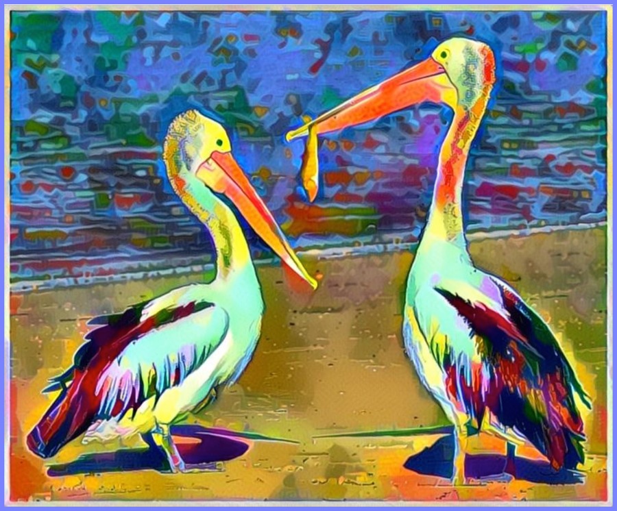 Pelicans In color