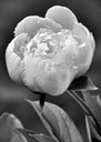 Peony B & W