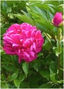 Peony