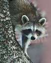 Racoon