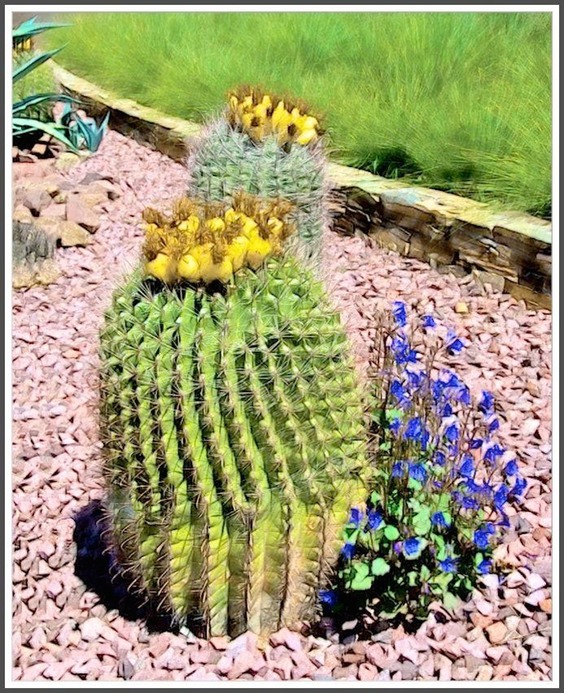 Southwest Cactus