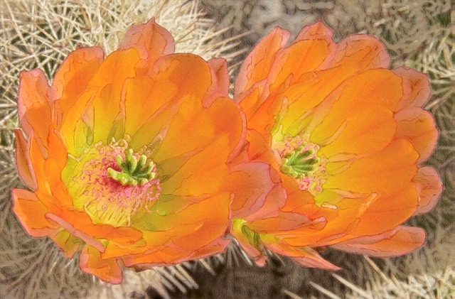 Spring Cactus Blossoms3