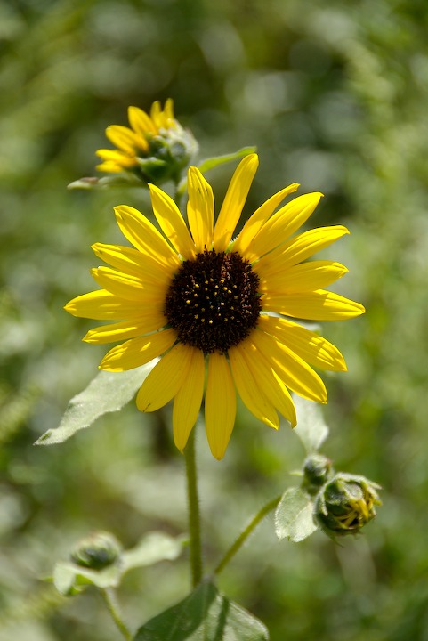 sunflower