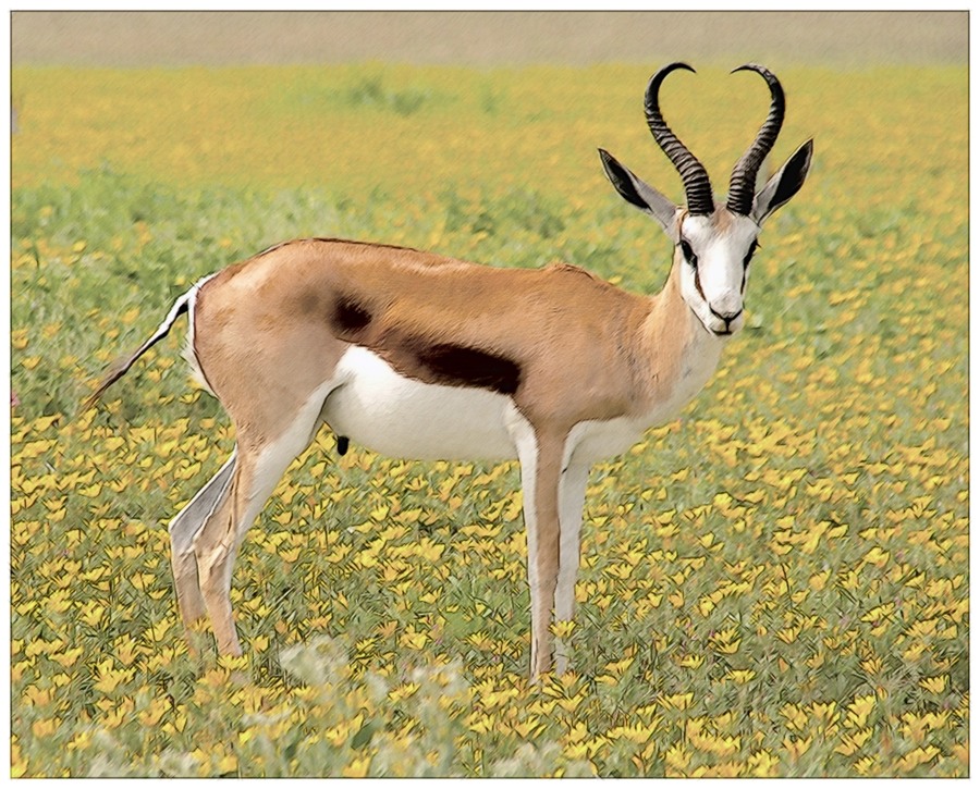 The Antelope