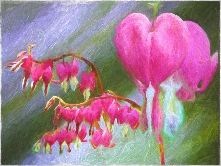 The Bleeding Heart