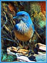 The Bluebird 2