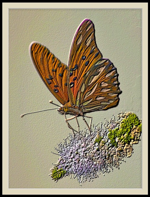 The Butterfly7