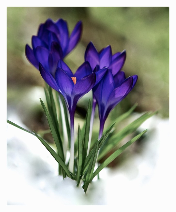 The Crocuses