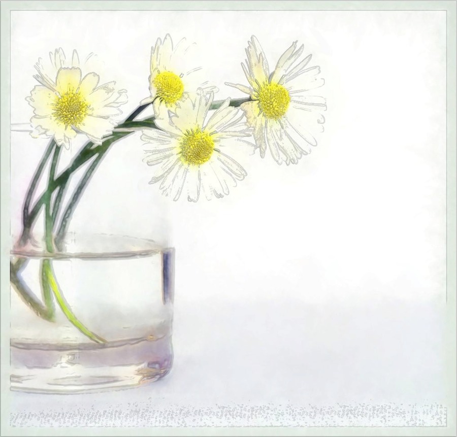 The Daisies