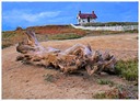 The Driftwood