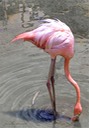 The Flamingo